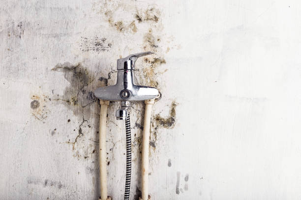 Best Mold Removal Near Me  in Skidway Lake, MI