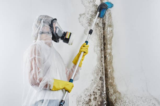 Best Toxic Mold Removal  in Skidway Lake, MI