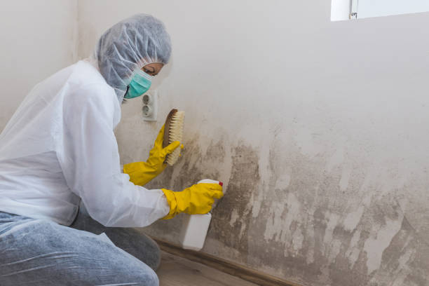 Best Mold Removal Company Near Me  in Skidway Lake, MI