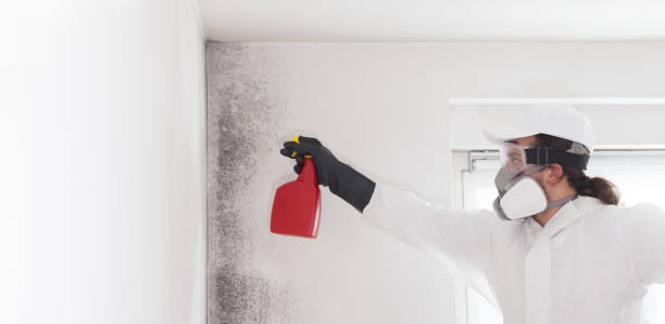 Best Fast Mold Removal  in Skidway Lake, MI