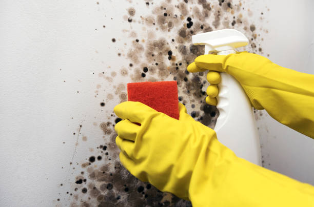 Attic Mold Removal in Skidway Lake, MI