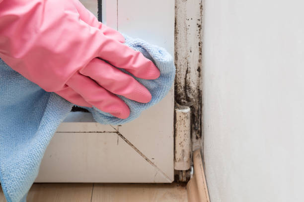 Best Commercial Mold Removal  in Skidway Lake, MI